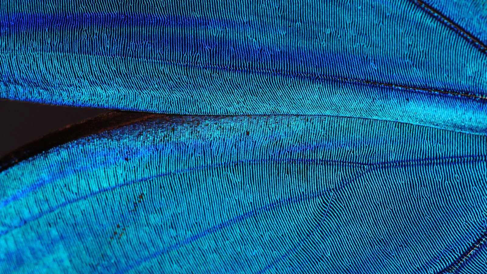 Blue butterfly wing texture symbolizing complex global data annotation programs